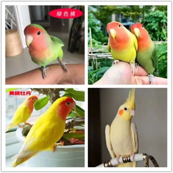 牡丹鹦鹉活鸟活物黄桃绿桃小鸟会学说活的宠物鸟家养成年繁殖