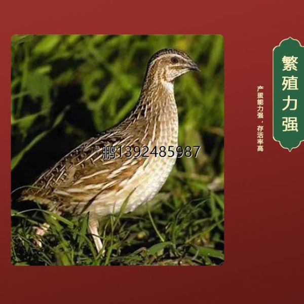 鹌鹑小苗10只下蛋鸟青年鹌鹑鸟种鸡繁殖宠物鸟阳台养殖鸡包邮包活