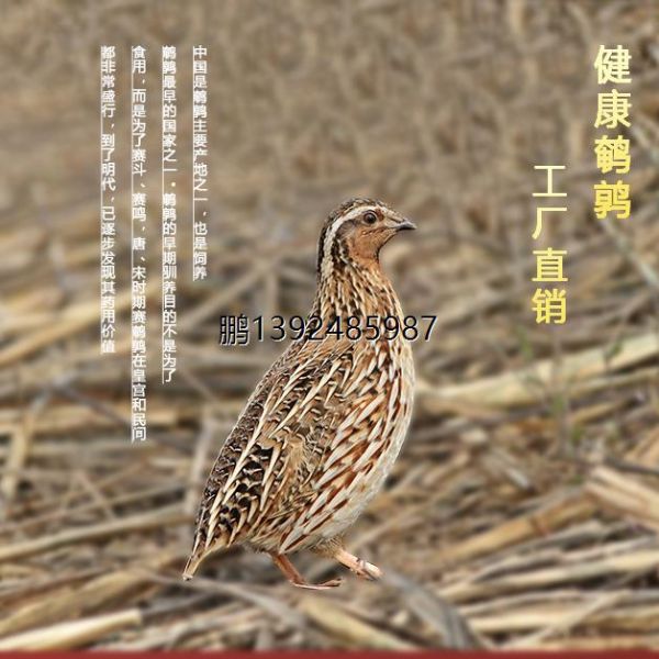 万聚百货店的畜牧/养殖技术服务
