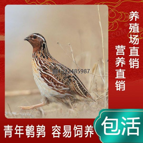鹌鹑小苗10只下蛋鸟青年鹌鹑鸟种鸡繁殖宠物鸟阳台养殖鸡包邮包活