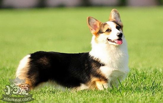 猫狗能用的驱蚊产品 夏季驱蚊大作战
