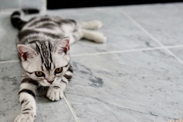 养猫家庭如何驱蚊？常见驱蚊产品的危害