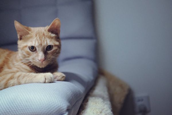 养猫家庭如何驱蚊？常见驱蚊产品的危害