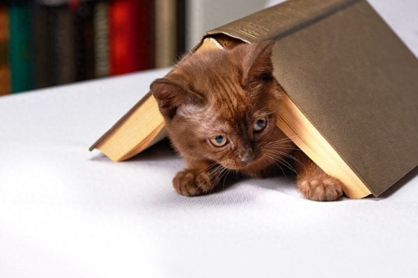 养猫家庭如何驱蚊？常见驱蚊产品的危害