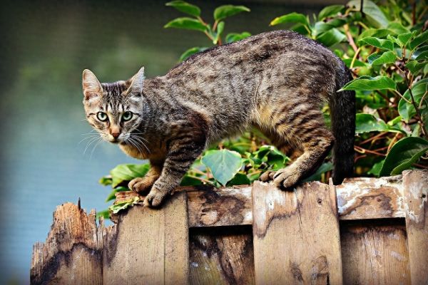 养猫家庭如何驱蚊？常见驱蚊产品的危害