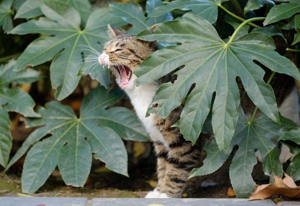 养猫家庭如何驱蚊？常见驱蚊产品的危害
