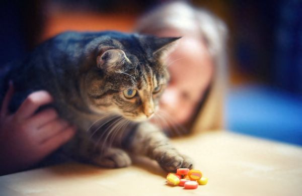 养猫家庭如何驱蚊？常见驱蚊产品的危害