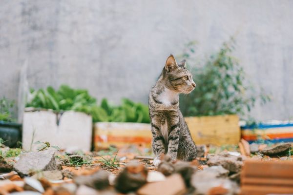 养猫家庭如何驱蚊？常见驱蚊产品的危害