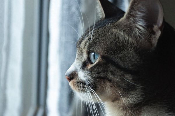 养猫家庭如何驱蚊？常见驱蚊产品的危害