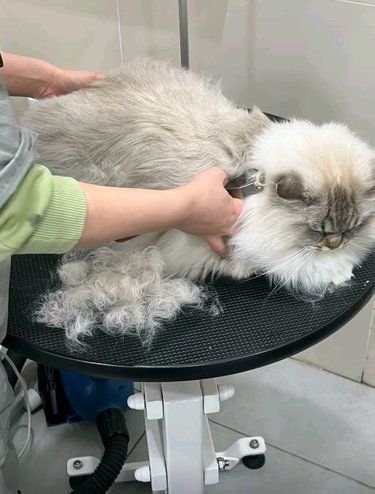 小姐姐超有耐心和爱心，可以寄养住的豪华大单间