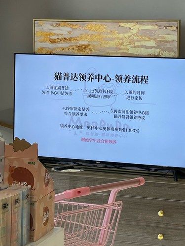 猫肥家润，快来领养吧