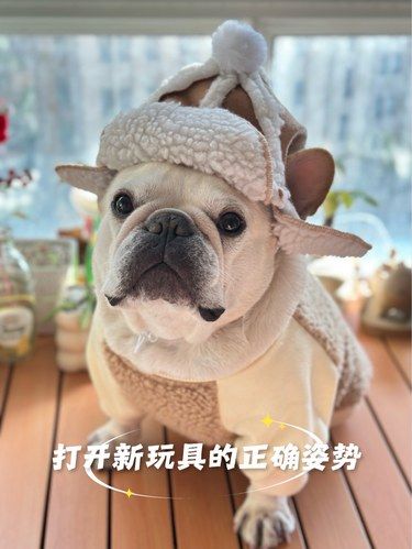 懒洋洋斗牛犬