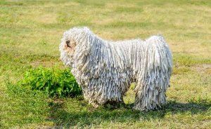 波利犬特征及饲养方法