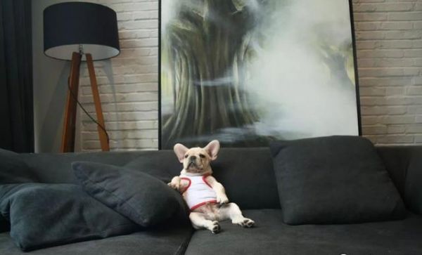 北京最美法国斗牛犬鲁班，麻麻和宠物狗狗的日常竟然是玩亲亲