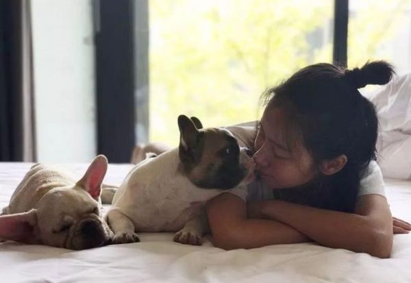 北京最美法国斗牛犬鲁班，麻麻和宠物狗狗的日常竟然是玩亲亲