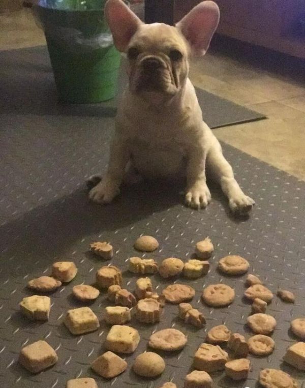 北京最美法国斗牛犬鲁班，麻麻和宠物狗狗的日常竟然是玩亲亲
