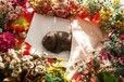 连云港安宠堂宠物火化多少钱,连云港口碑好的宠物火化公司安宠堂