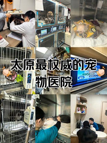 太原市最权威的天花板级宠物医院