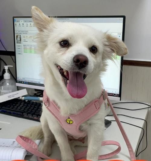幼犬不亲人怎么办？（教你如何让宠物狗狗变得亲人可爱）