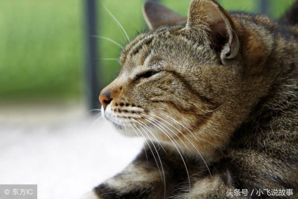 建议穷人养的10种便宜宠物(不贵又好打理的10类宠物) 第4张
