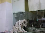 狗狗静脉输液时的故障及解决方法