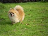 狗狗中毒的急救措施