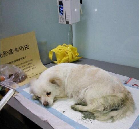 【爱养宠】~ 养狗狗的主人带狗狗去医院一定要注意这些