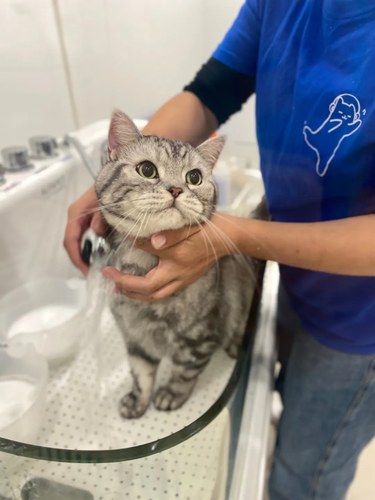 猫咪洗完澡后能有多可爱！