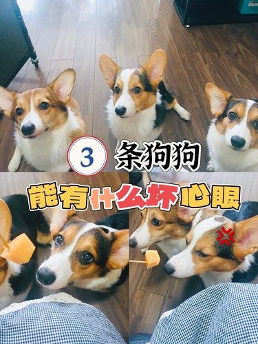 1条狗狗没坏心眼！3条狗呢？