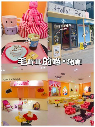 北京探店 | 超出片的可可爱爱猫咖