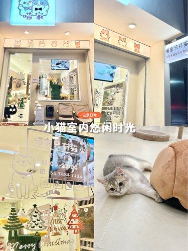 在航洋！一家可爱的猫咖