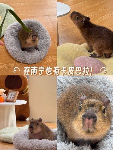 和卡皮巴拉贴贴一起玩～