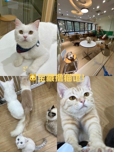 东葛路地铁站边上的宝藏撸猫馆！