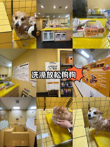 自助洗狗欢乐多