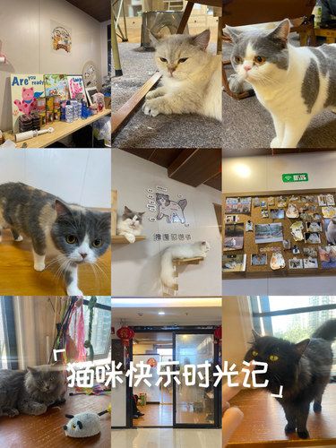 江南万达撸猫好去处