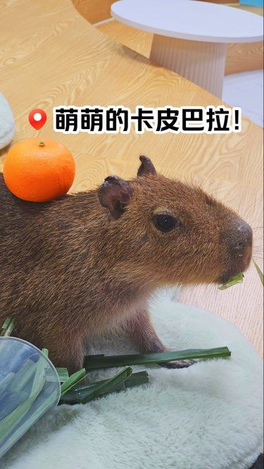 南宁！这里也可以摸到卡皮巴拉啦！