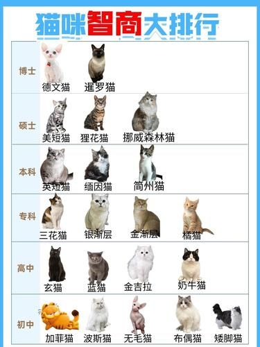 毛孩子是什么段位