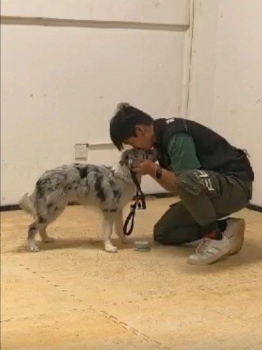幸福瞬间：猫猫狗狗篇