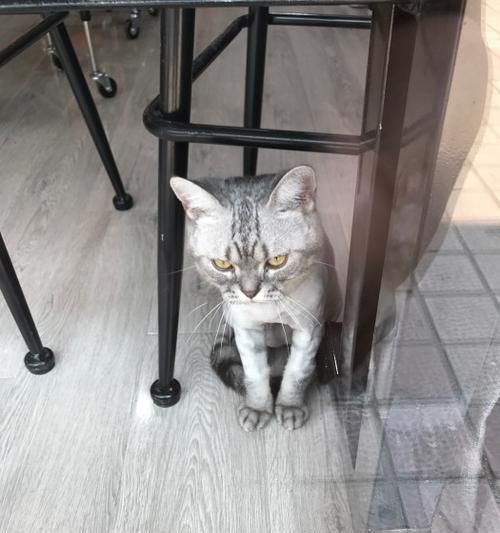 打造您的专属宠物美发沙龙（以猫咪为主题）