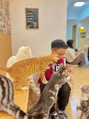 小区里的一家猫咖馆️静谧温馨