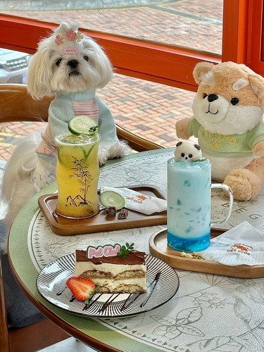 东莞探店和小狗共进下午茶՞˶･֊･˶՞ ☕️