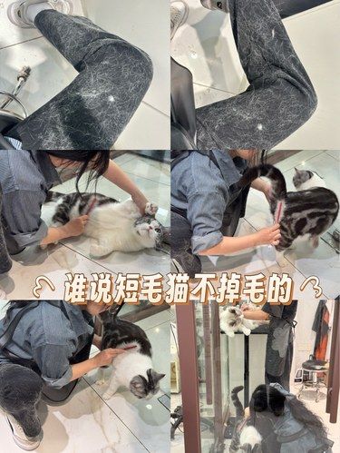 要不要来给猫咪梳毛，免费赠送毛裤一条哦[偷笑]