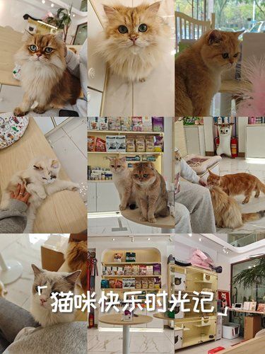 猫咪天地～宠物乐园