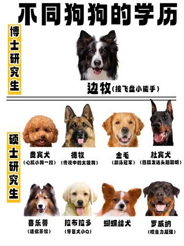 如果狗狗能上学，学历大揭秘！