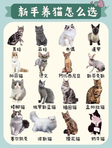 新手、女生、学生党适合养什么猫猫 