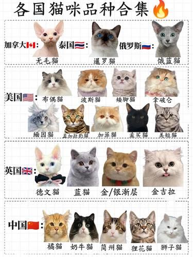 世界各国猫咪大赏，你最爱哪款？