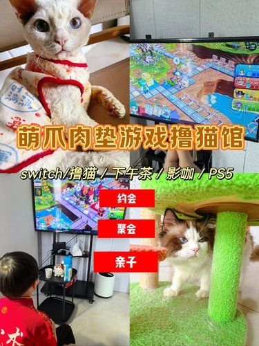 坪山周末好去处｜游戏撸猫馆