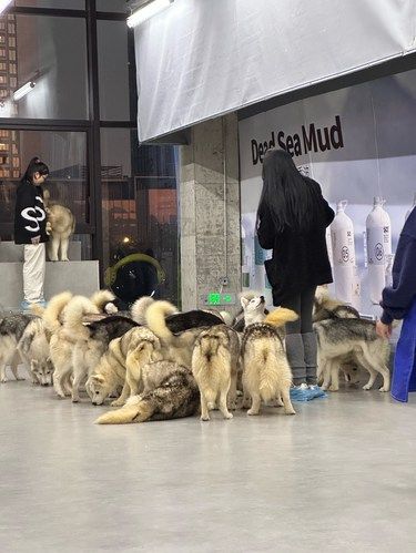 狗狗的快乐，我的快乐