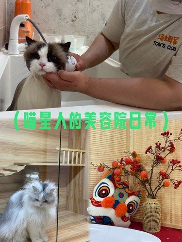 喵星人的美容院日常