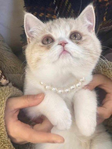 宝藏领猫馆安利，无偿领回一只小奶猫 